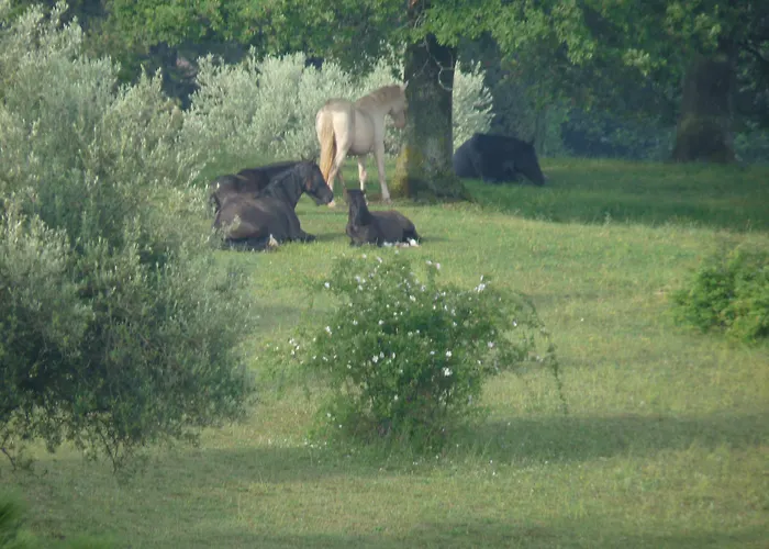 Castello Di 4* Giomici